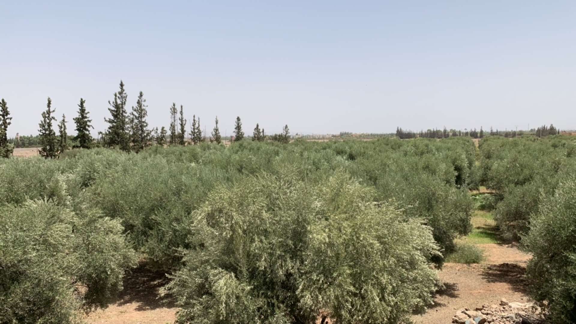 Vente,Terrains & Fermes,Vente de terrain à Route de l'Ourika. Surface de 8Ha,Marrakech,Route de l'Ourika